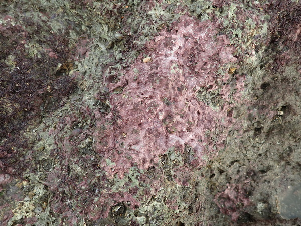 殼狀珊瑚藻介紹
