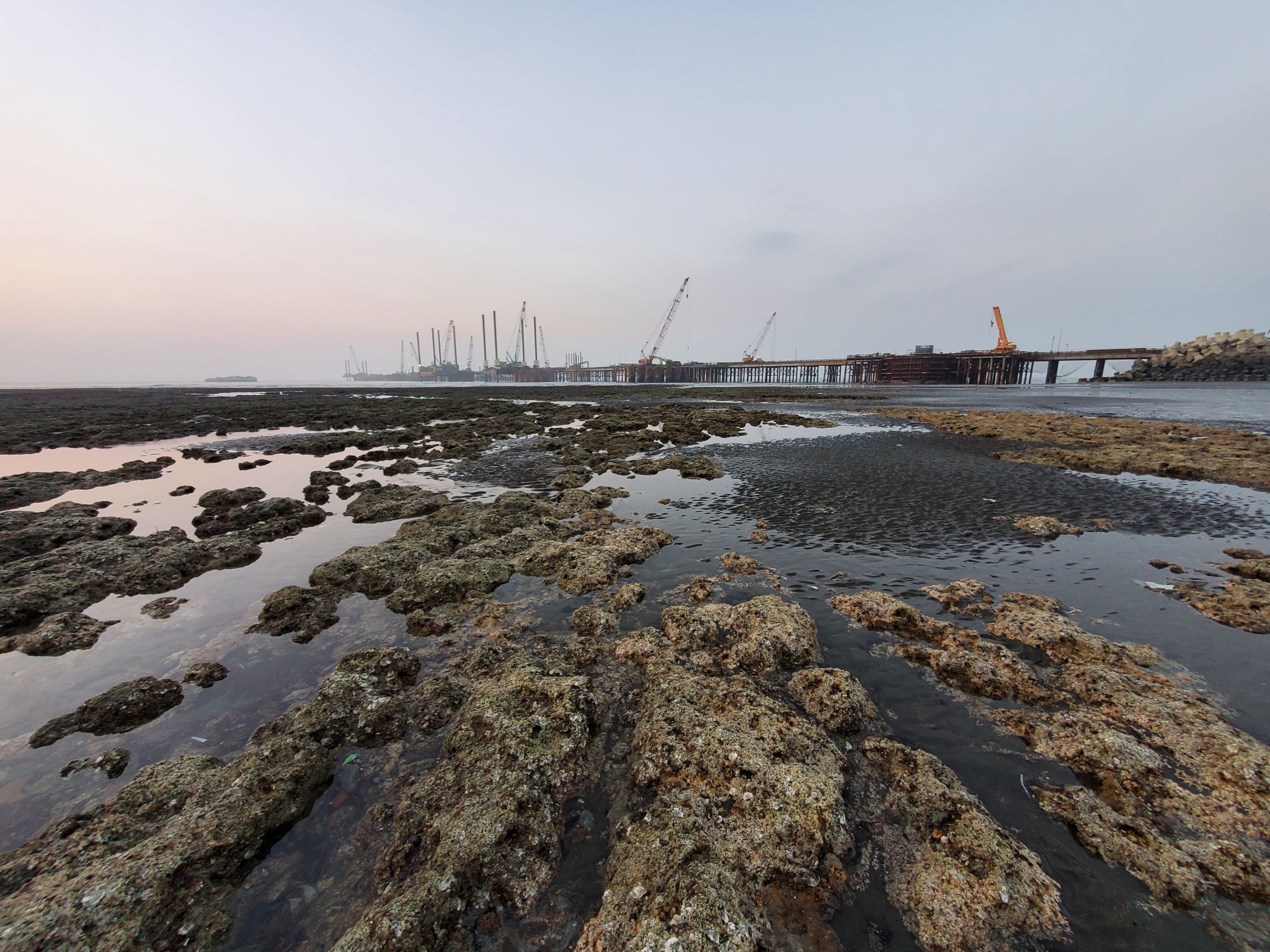 台灣中油：三接G1、G2藻礁生態未破壞 工業港水下不具藻礁生態