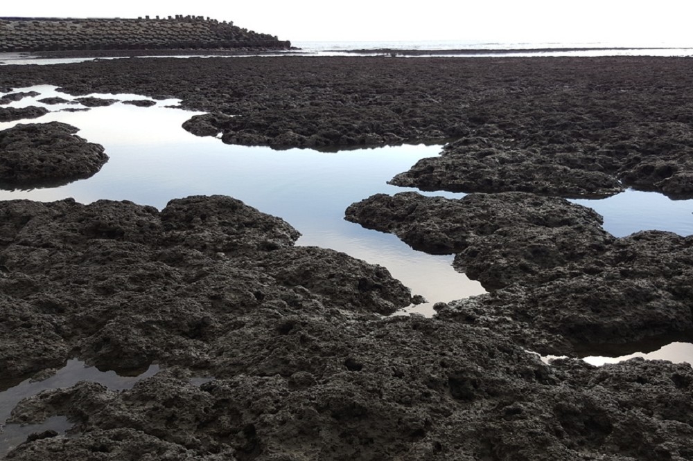 學者投書》大潭藻礁劃設成保護區是最好的方法嗎